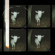 Scary Goat EP
