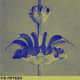 Marcie